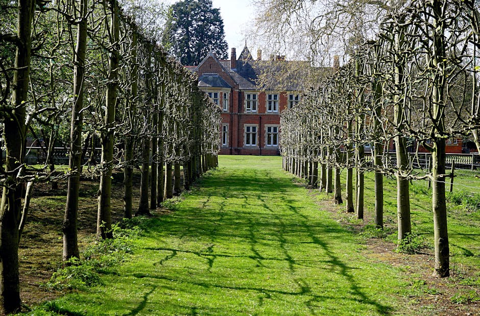 A neatly maintained garden pathway lined with young, pruned trees on both sides, their bare branches supported by horizontal wires. The grass between the trees is lush and green, with shadows cast by